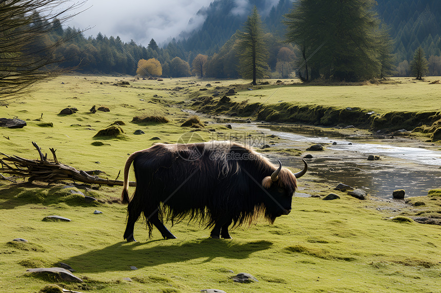 野牛在山地草原上图片