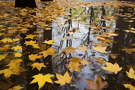 水面上的黄色树叶图片