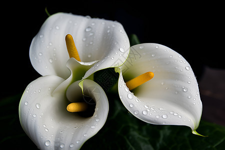 两朵白色百合花背景图片
