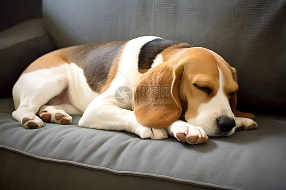 沙发上休息睡觉的小狗图片