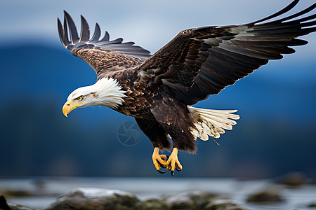 户外飞翔自由的老鹰图片