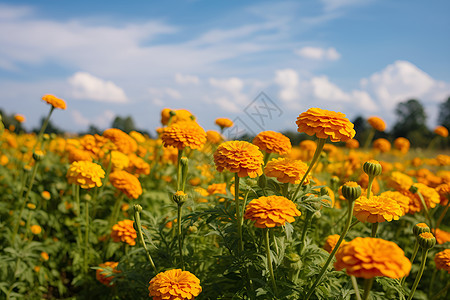 夏日盛开的雏菊图片