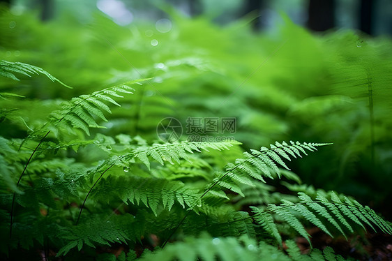 一株蕨类植物图片