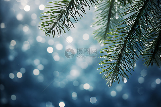 冬季大树上的水滴图片
