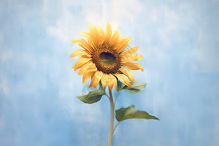 太阳花与蔚蓝背景图片