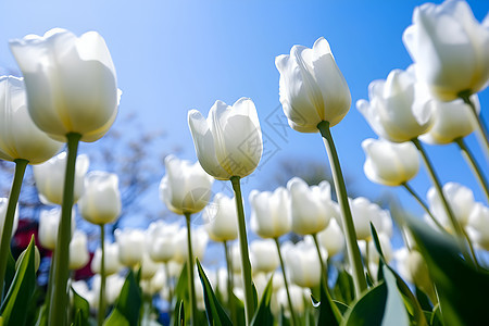 清新自然的郁金香花朵图片