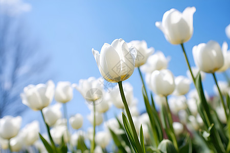 美丽绽放的郁金香花朵图片