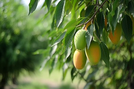 乡村农业芒果种植果园图片