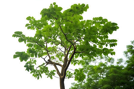 清新绿意的绿植树木背景图片