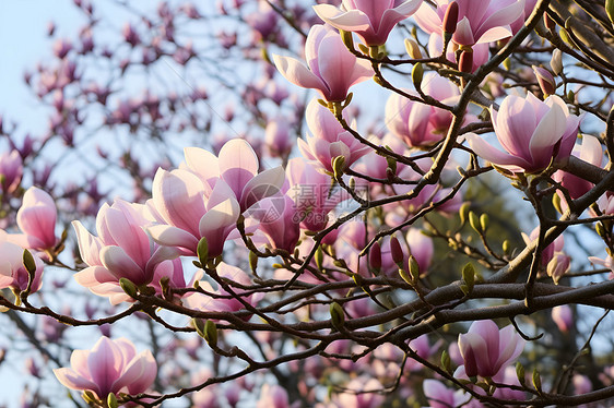 春日花开的玉兰花花朵图片