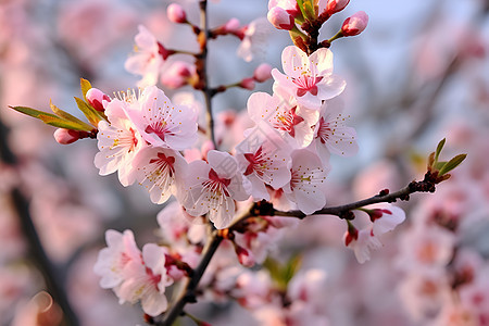 春季花园中绽放的樱花花朵图片