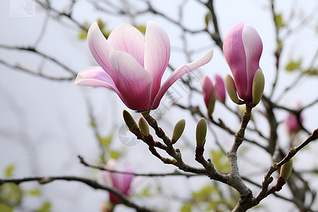 春日花开的玉兰花花朵图片