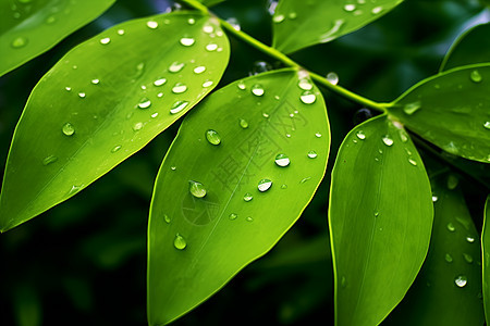 水珠点缀的绿色植物图片