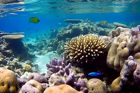 五色缤纷的海底世界图片