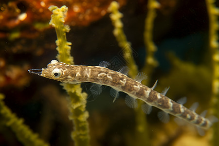 水生生物的海龙图片