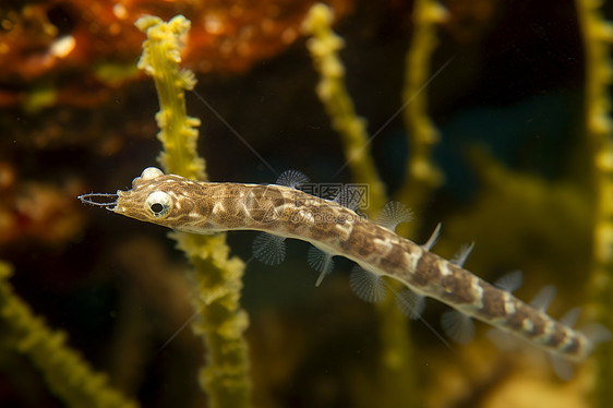 水生生物的海龙图片