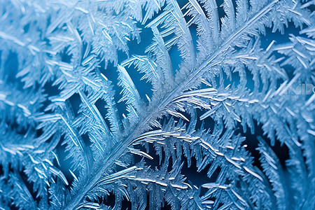 冰雪纷飞的冰霜图片