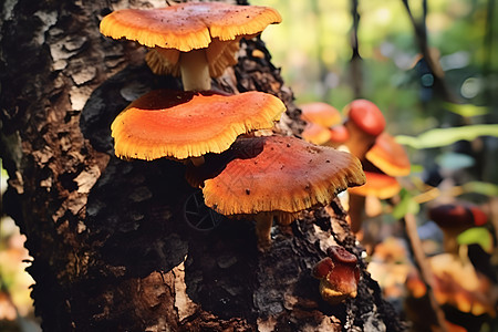 农场种植的菌类蘑菇图片