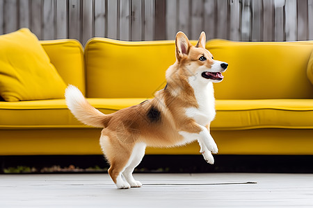 可爱柯基犬室内活泼可爱的小狗背景