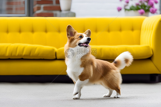 室内开心的柯基犬图片