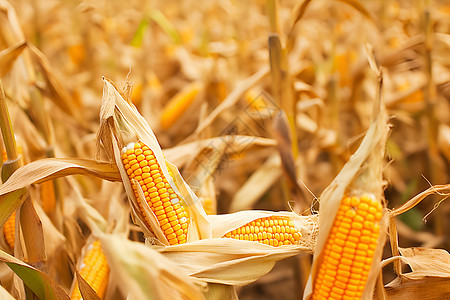 秋季农田里面的玉米图片