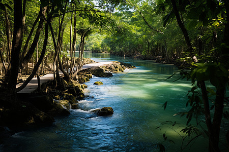 清新绿意的丛林溪流景观图片