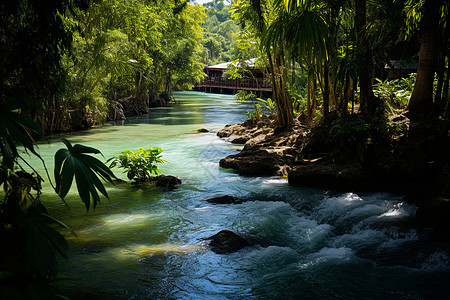 夏季丛林溪流的美丽景观图片