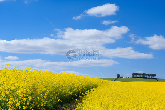 乡村的黄色花海图片