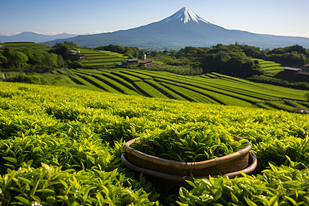 农业的茶叶叶子图片