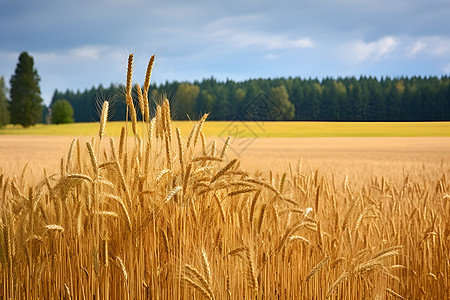 田园中成熟小麦背景图片