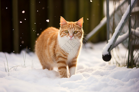 冬季雪地上的宠物猫咪图片
