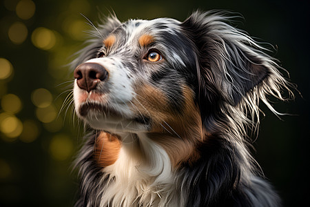 乖巧可爱的牧羊犬图片