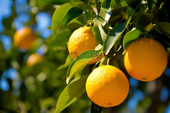 户外成熟的新鲜橙子图片
