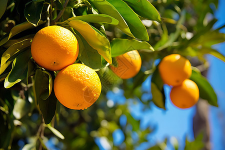 户外树枝上的橙子图片