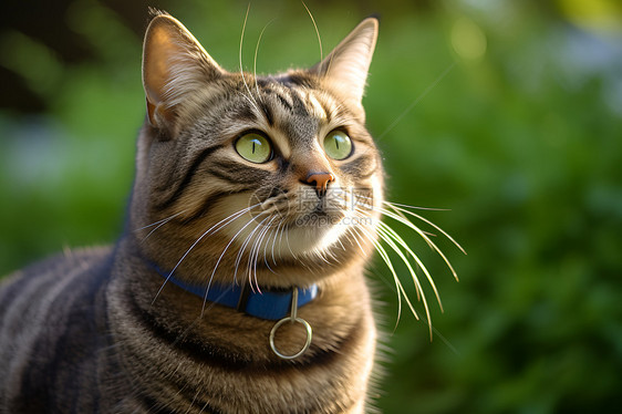 带着项圈的可爱猫咪图片