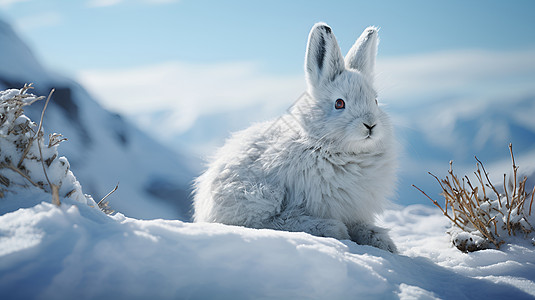 冬天雪地里的兔子背景图片