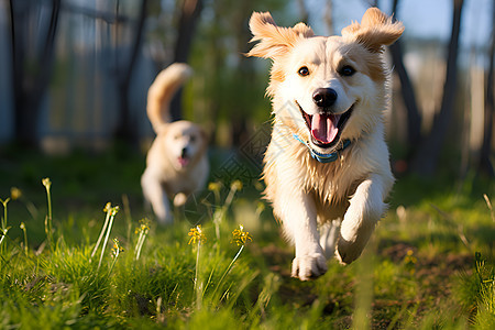 呆萌可爱的金毛犬图片