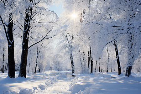 冬日仙境的美丽景观图片