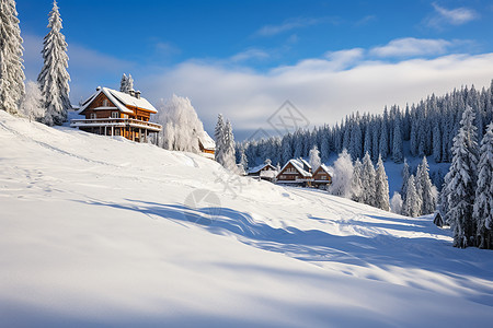 美丽的白雪丛林景观背景图片