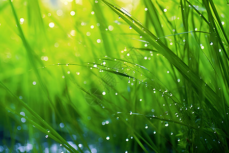 雨水中的草地高清图片