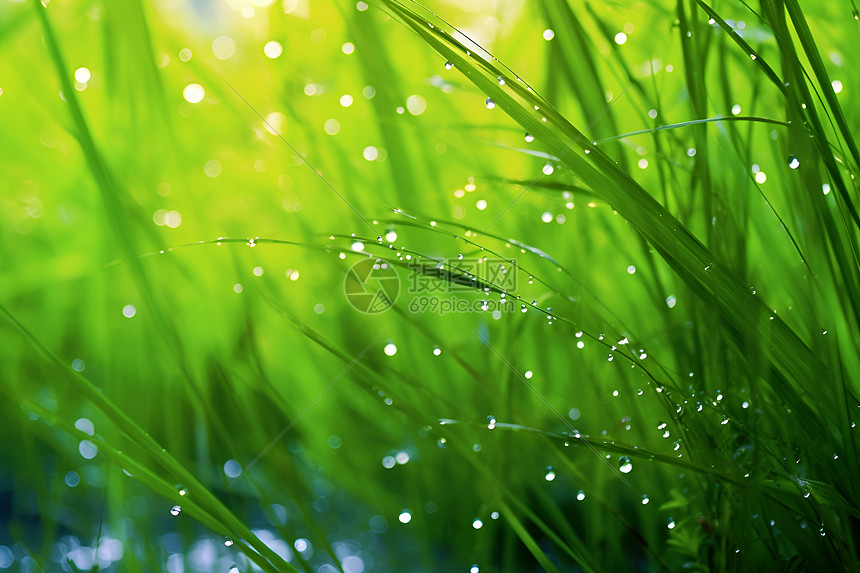 雨水中的草地图片