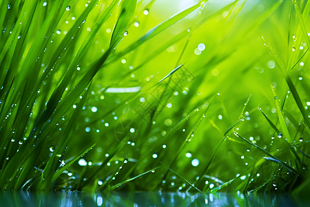 雨水时节河边的草叶背景