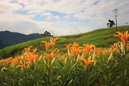 绚丽的花海背景图片