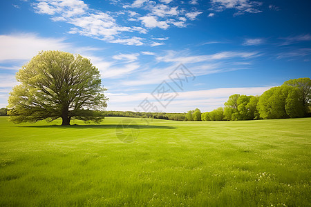 草地上的树林背景图片
