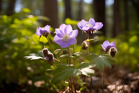 森林中的紫色花朵图片