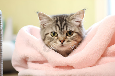 裹在毯子里的猫咪图片