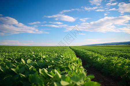 田野里的农作物图片