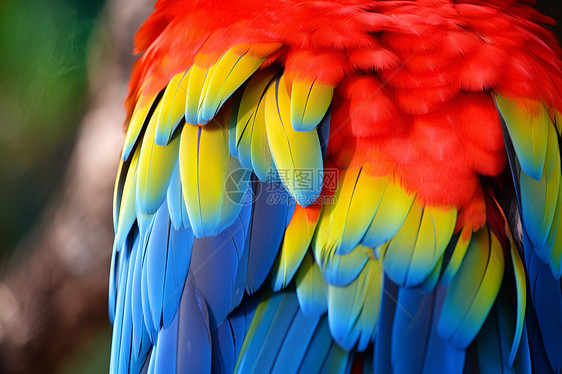 彩虹鹦鹉的美丽羽毛图片