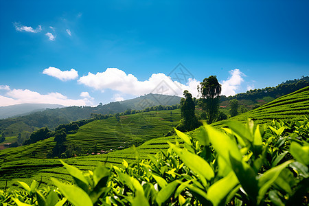 山丘上的茶园图片