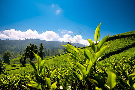 蓝天下的茶园图片